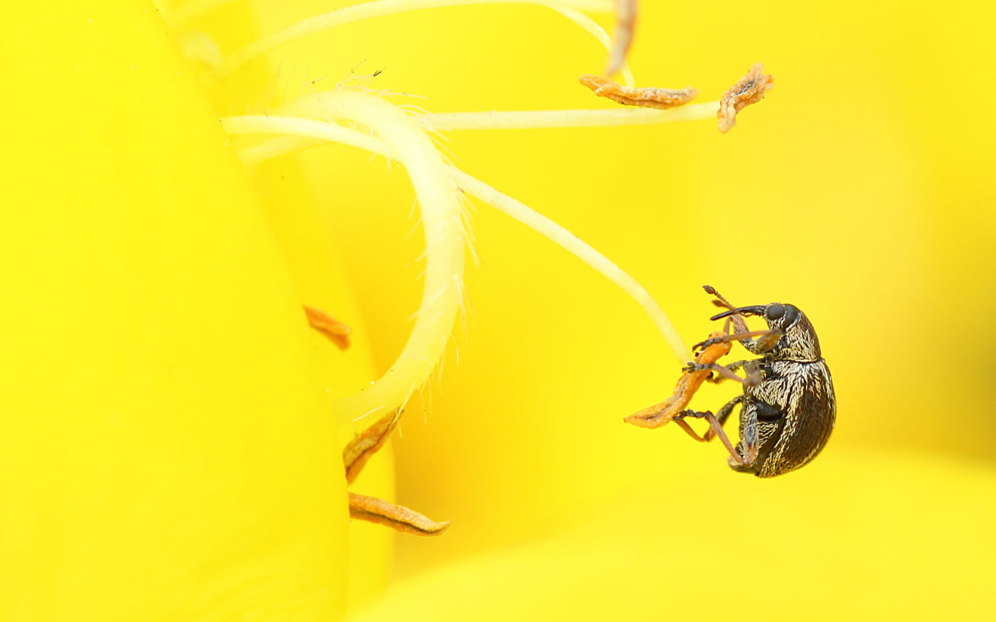 Broom weevil, Exapion fuscirostre, on a yellow flower